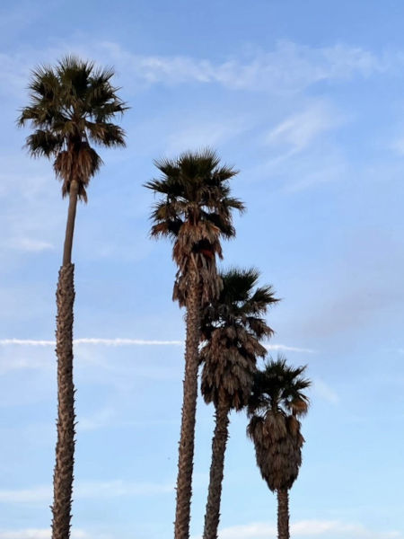 Palm Trees