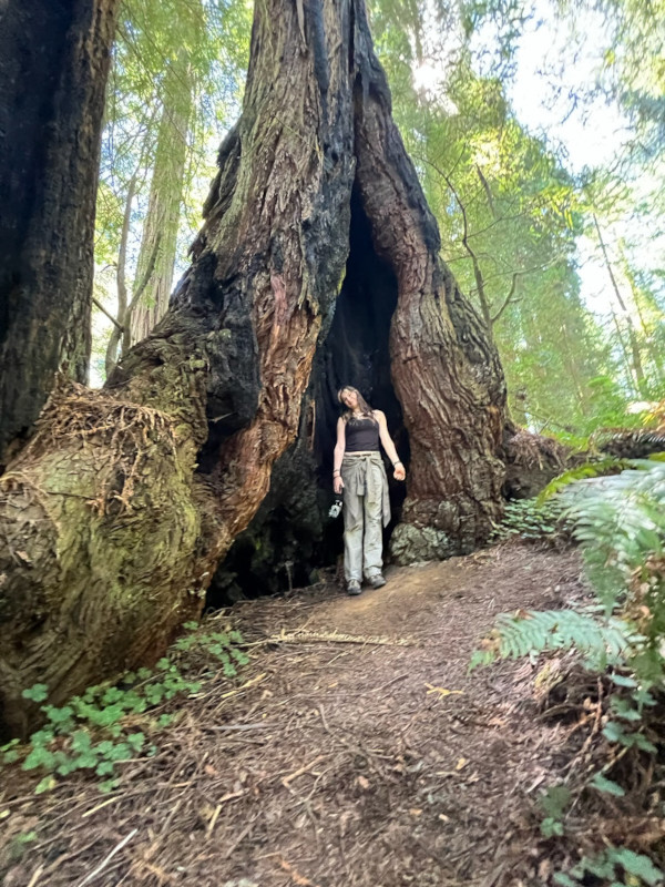 Redwood Park Erin