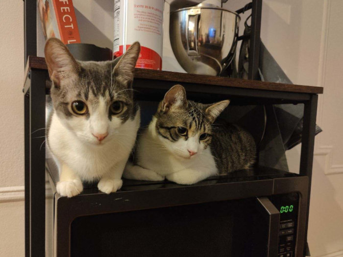 Biscuit and Garbanzo 05-Jan-2024