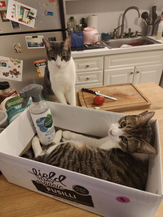 Biscuit and Garbanzo 01-Apr-2024