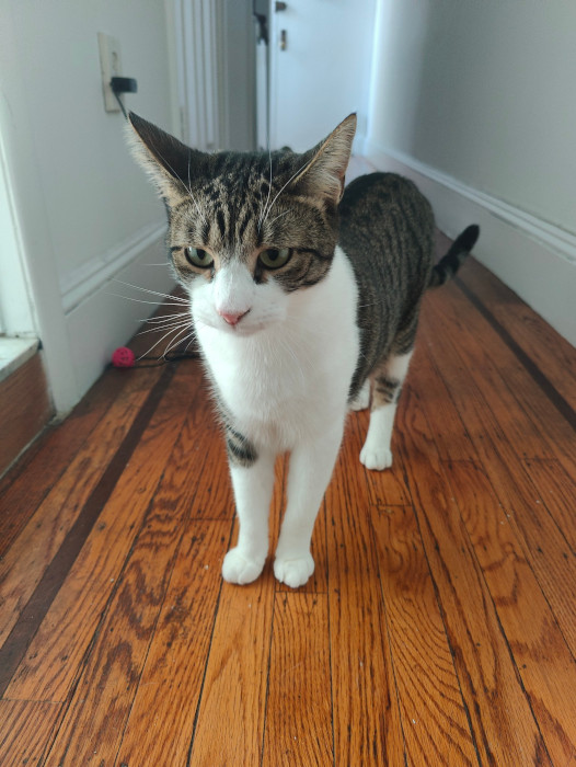 Biscuit 163402 21-Oct-2024