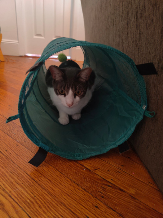 Biscuit 163408 21-Oct-2024