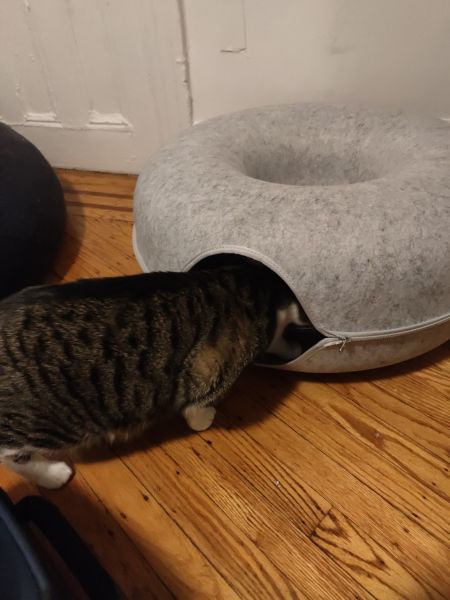 Cat Tunnel 01 03-Jan-2025