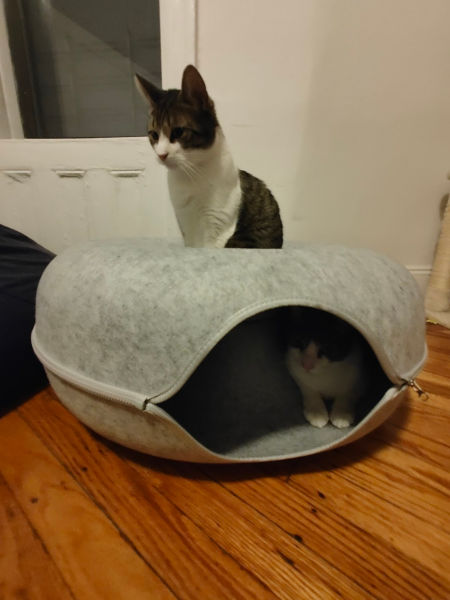 Cat Tunnel 02 03-Jan-2025