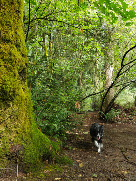 Smudge 25-Aug-2024