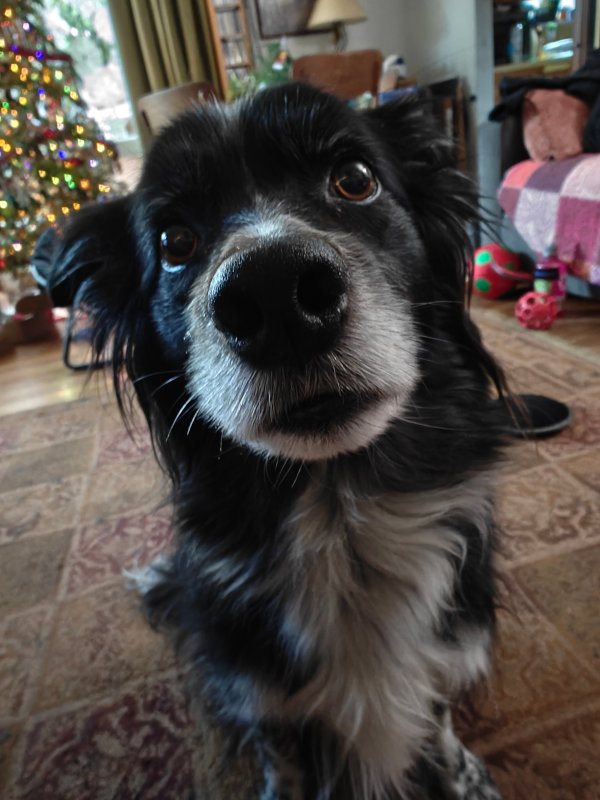 Smudge 28-Dec-2024
