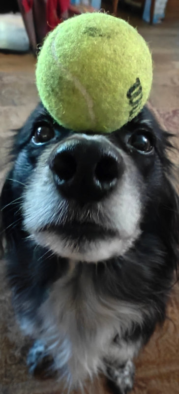 Smudge Tennis Ball 28-Dec-2024