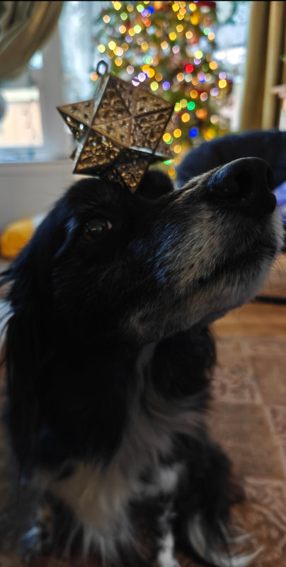 Smudge Star 31-Dec-2024