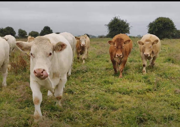 Eire Melia 0063738 22Jun24