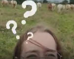 Galway Melia G-Pod Cows Video