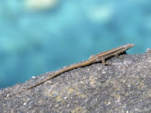 Madeira Lizard