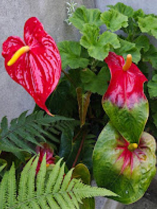 Madeira Flower 12457