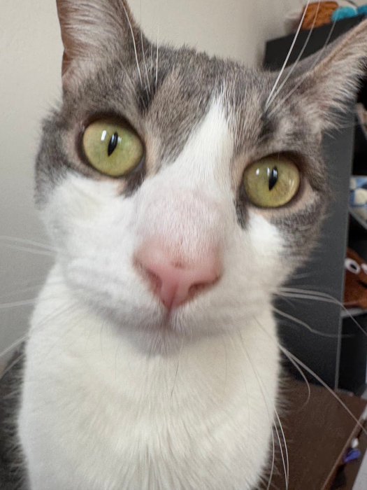 Garbanzo 15-Feb-2025