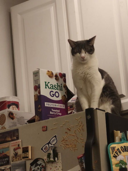 Garbanzo 20-Feb-2025