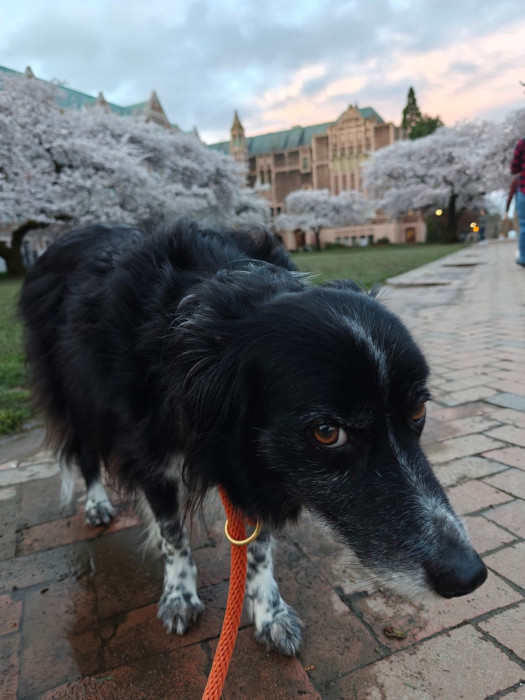 UW Quad Cherry Blossoms Smudge