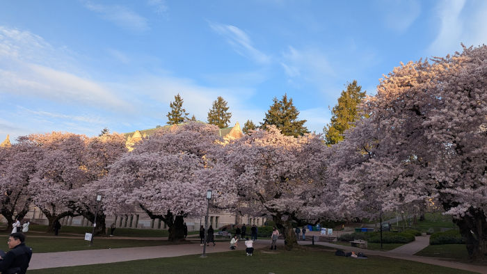 UW Quad Cherry Blossoms 05-APR-2025
