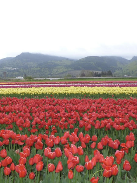 Skagit Valley Tulip Fest 04