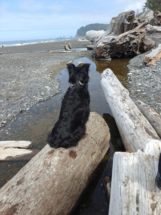 Rialto Beach Smudge 01
