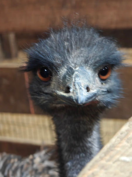 Mt Horeb Farm Emu