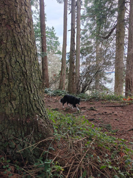 South Whidbey Park Smudge
