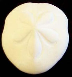 Sand Dollar