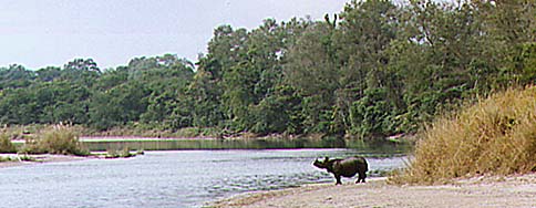 Royal Chitwan           Park Rhino