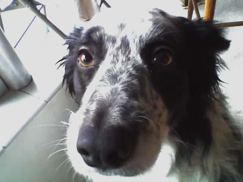 Cuzco the Border Collie 2007