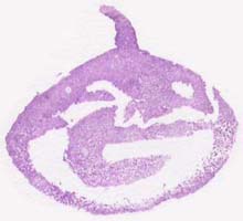 G-Pod stamp