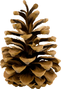 Pinecone