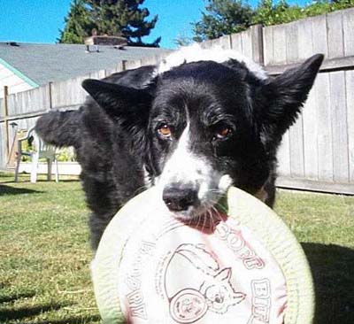 Whitby the Wonderdog